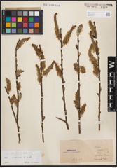 Foto von Salix cinerea L.